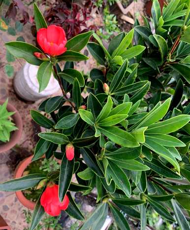 如何养四季茶花，四季茶花的习性