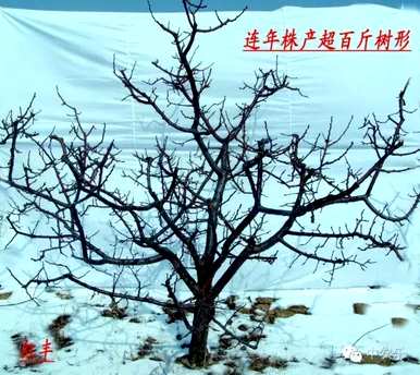 杏树剪枝嫁接，杏树怎么剪枝