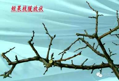 杏树剪枝嫁接，杏树怎么剪枝