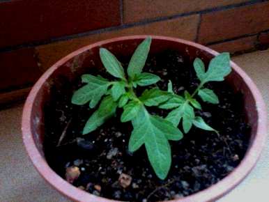 如何种植番茄，如何种植番茄盆栽
