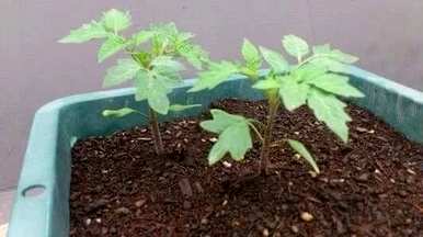 如何种植番茄，如何种植番茄盆栽