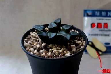 如何修剪肉质植物，如何修剪肉质植物