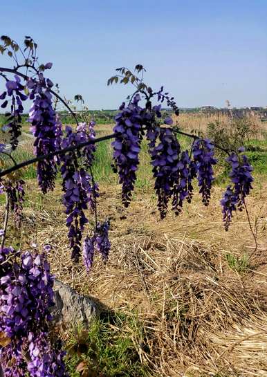 什么是紫藤花语，什么是紫藤花语？