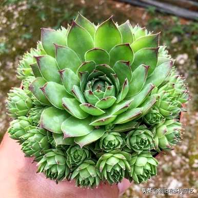 如何饲养观音莲多肉植物，如何饲养观音莲多肉植物