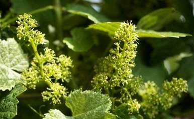 鐩嗘牻钁¤悇绉嶆鏂规硶瑙嗛鎾种植葡萄的方法