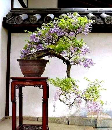 紫藤花幼苗庭院种植位置，紫藤花适合在哪里种植