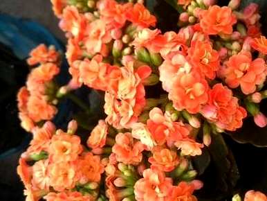 冬天能插长寿花吗？冬天怎么过长寿花？