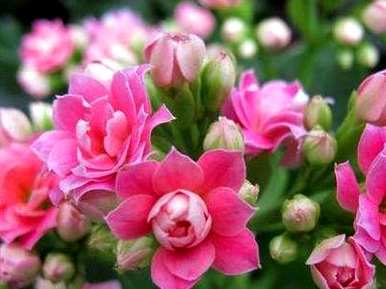 冬天能插长寿花吗？冬天怎么过长寿花？