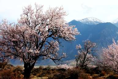 桃花花语完整版，桃花花语是什么？