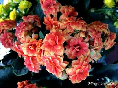 如何养殖长寿花，直播养殖长寿花