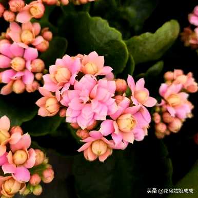 如何养殖长寿花，直播养殖长寿花