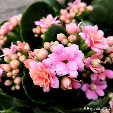 如何养殖长寿花，直播养殖长寿花