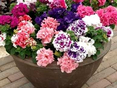 家里种牵牛花，牵牛花怎么种？