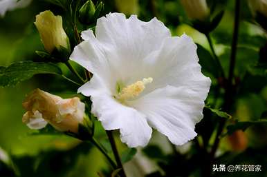 红芙蓉花是什么品种，芙蓉花哪个品种好？