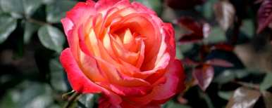月季花怎么种更容易活，月季花怎么种能活