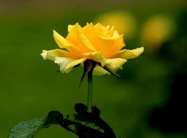 月季花怎么种更容易活，月季花怎么种能活