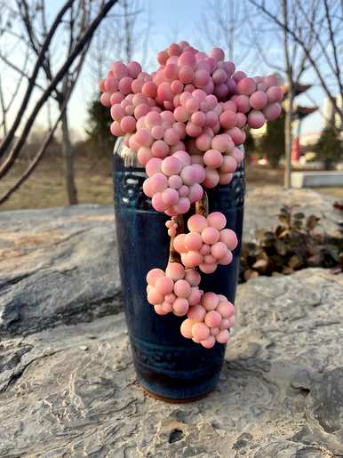 最好看的多肉植物老桩，什么是好看的多肉植物？