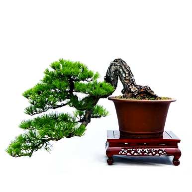 如何保养罗汉松盆景，雀舌罗汉松盆景保养技巧