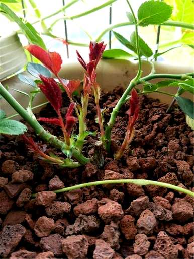 月季花的养殖方法，月季花的养殖方法