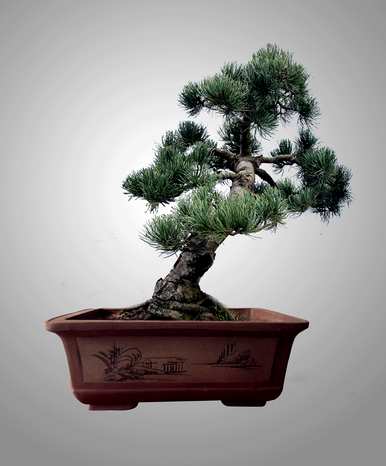 如何保养罗汉松盆景，雀舌罗汉松盆景保养技巧