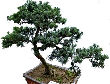 如何保养罗汉松盆景，雀舌罗汉松盆景保养技巧