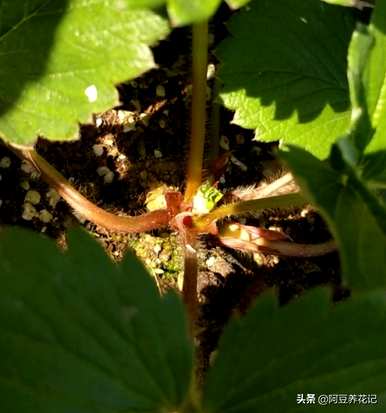 阳台种草莓几个月，阳台种草莓能结果吗？