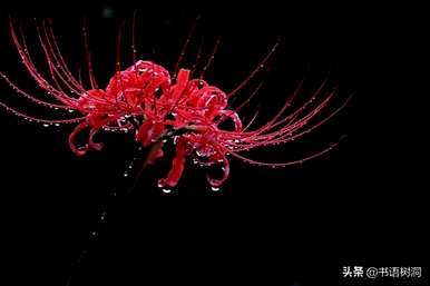 对岸花语的意思是什么，对岸花语的意思是什么？