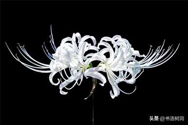 对岸花语的意思是什么，对岸花语的意思是什么？
