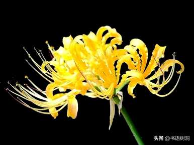 对岸花语的意思是什么，对岸花语的意思是什么？