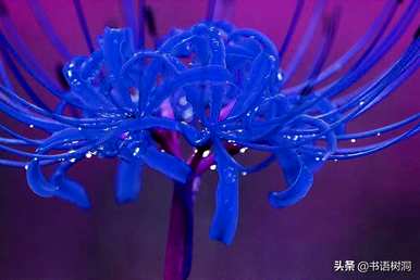 对岸花语的意思是什么，对岸花语的意思是什么？