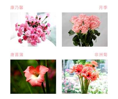 送妈妈康乃馨花语，康乃馨花语是什么？