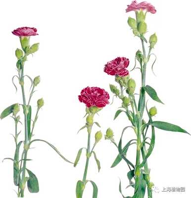 送妈妈康乃馨花语，康乃馨花语是什么？