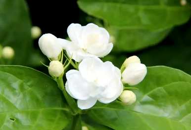 茉莉花语是什么，茉莉花语是什么意思？