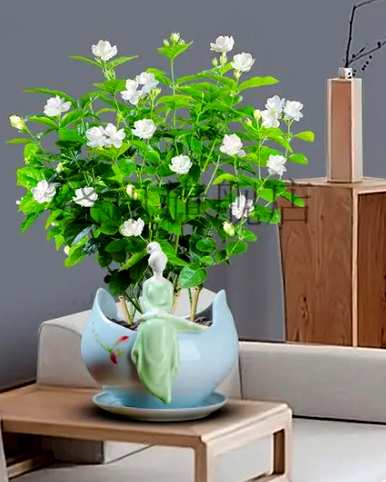 茉莉花语是什么，茉莉花语是什么意思？