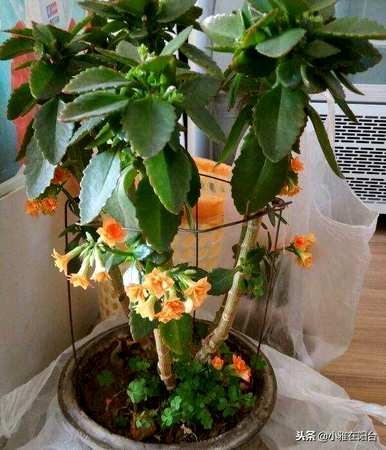 怎样养长寿花才好，君子兰长寿花怎样养才能开花？