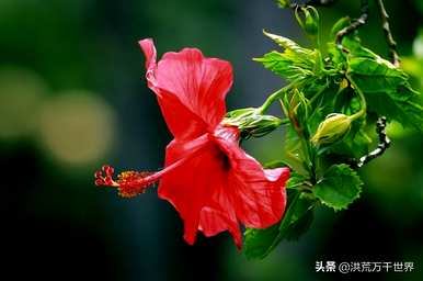 朱槿花的花语和寓意，朱槿花的甜言蜜语