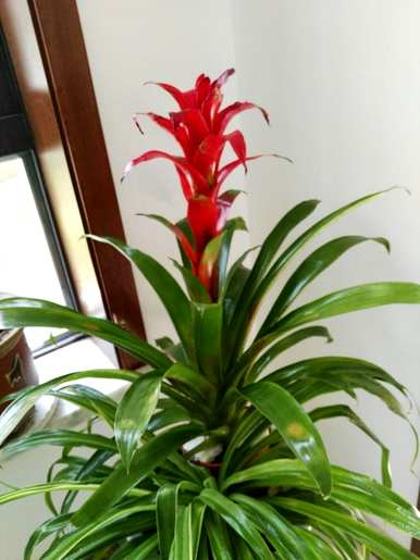 鸿运当头花怎么养？鸿运当头花有毒吗？可以在室内养吗？