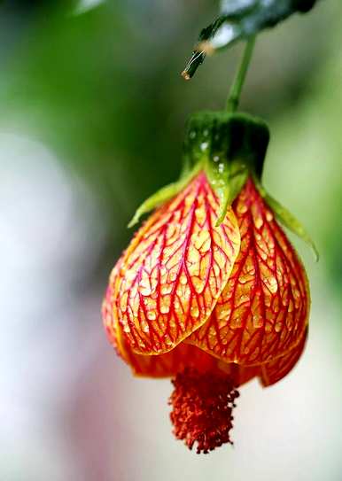 黄铃花的花语和寓意是什么，金铃花的花语是什么？