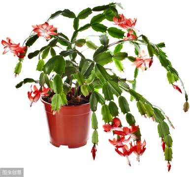 仙人掌如何嫁接蝎子兰，仙人掌如何嫁接