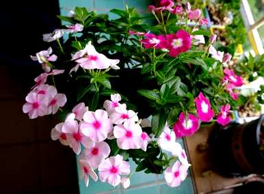 如何种植长春花，如何种植长春花？