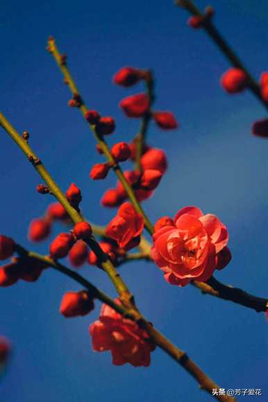 梅花的意思是什么，梅花的意思是什么？