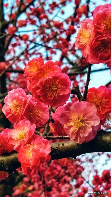 梅花的意思是什么，梅花的意思是什么？