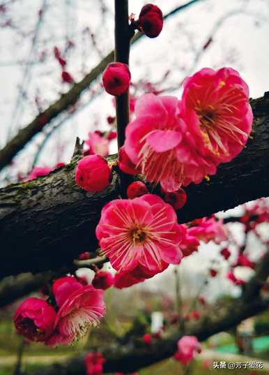 梅花的意思是什么，梅花的意思是什么？