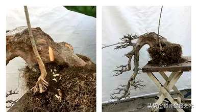 如何饲养三角枫盆景，三角枫盆景和枫盆景