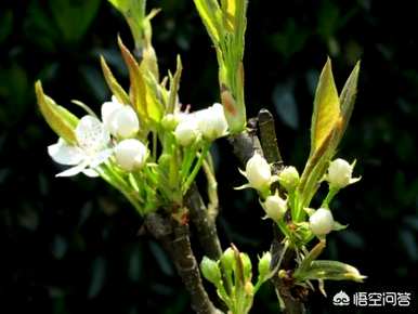 梨树什么时候开花，梨树先开花后长叶？