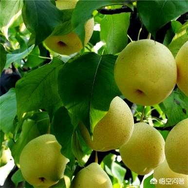 梨树什么时候开花，梨树先开花后长叶？
