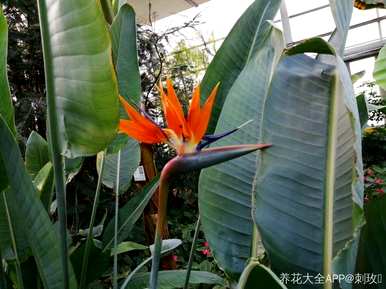 客厅养什么绿植比较好？