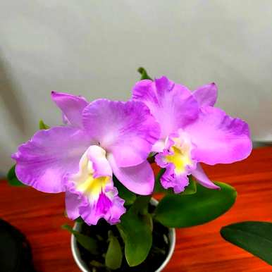 文心兰什么时候开花，粉色文心兰开花图片