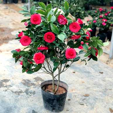 茶花开花期间可以移栽吗？茶花开花时间是什么季节？