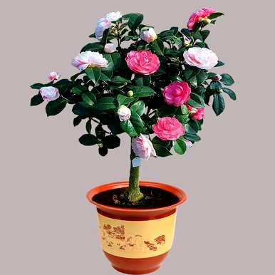茶花开花期间可以移栽吗？茶花开花时间是什么季节？